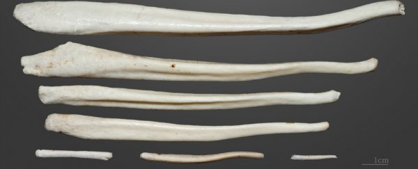 Penis bones could be scooping out the sperm of competitors in some animals