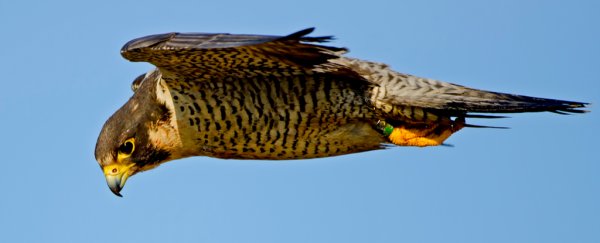 The military is recruiting falcons to study how we can defend against killer drones