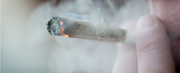 Cannabis is being touted as a promising new treatment for crack addiction
