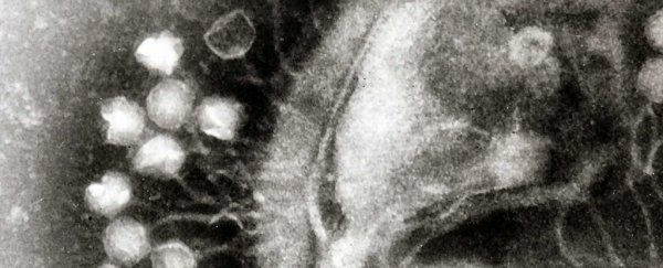 A century-old discovery of a virus could become our solution to antibiotic resistance