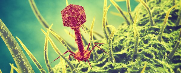 Researchers are using viruses to make superbugs commit suicide