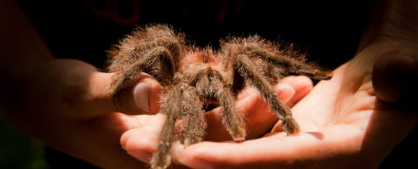 Man has life-long fear of spiders 'cut' out of his brain