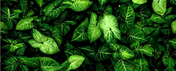 Scientists just changed the game and made Synthetic Photosynthesis Possible