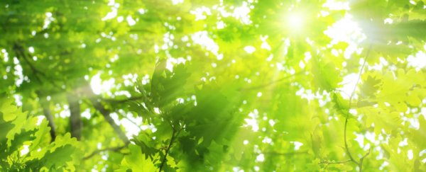New method of artificial photosynthesis can turn waste CO2 into fuels