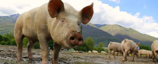The world's largest pork producer is exploring ways to grow human organs from pig parts