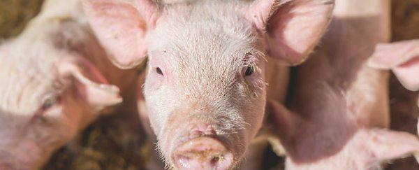 Researchers are attempting to grow human organs inside pigs