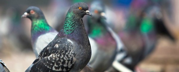 New research shows pigeons can be taught to read - kind of