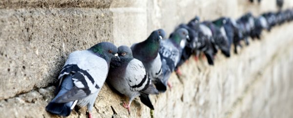 The strongest evidence of the big bang was almost mistaken for pigeon droppings