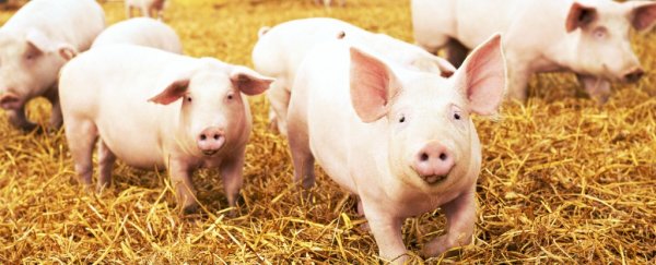The culprit of an unprecedented bacterial outbreak in 2005 has been tracked down