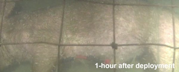 Here’s what happens to a dead body at the bottom of the sea