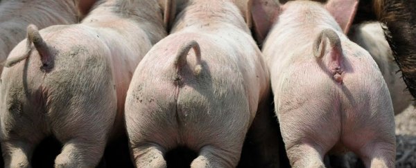 Turns out pigs could be key to mapping the spread of antibiotic resistance