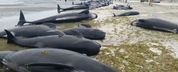 New Zealand beach closed amid fears of hundreds of "exploding whales"