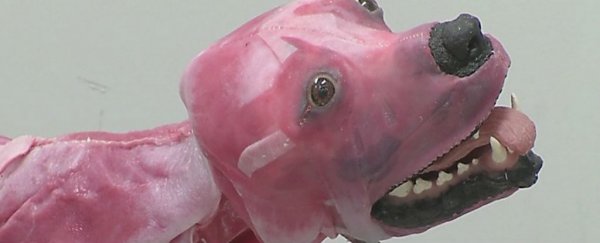 This new synthetic dog breathes, bleeds, and dies for veterinary students