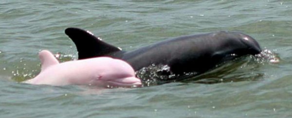 Pinky the rare pink dolphin has been spotted in Louisiana waters