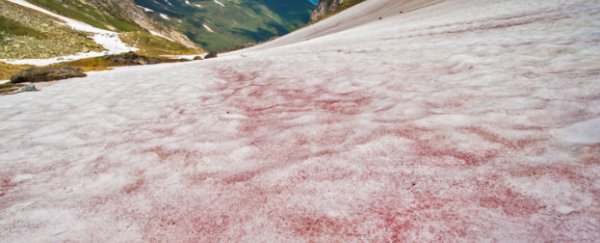 Why 'watermelon snow' doesn't taste nearly as good as it sounds