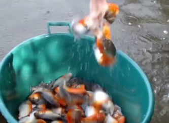 WATCH: Here's how you catch so many piranhas with nothing but intestines and a bucket