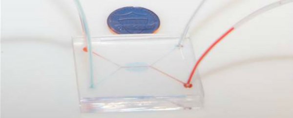 Scientists have grown a mini human placenta on a chip