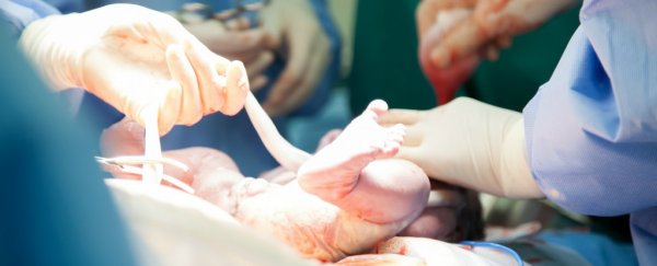 Human umbilical blood has regenerated the brains of elderly mice