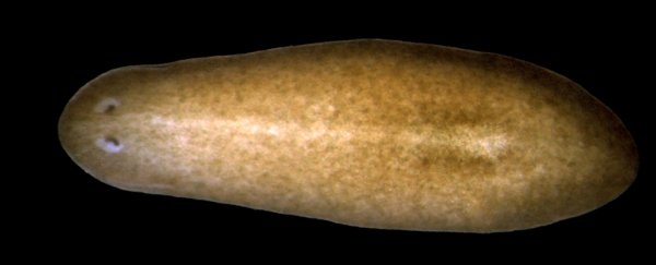 Flatworms can still detect light even after they've been decapitated