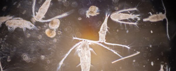 Seismic blasts used to find oil can blow massive holes in plankton populations