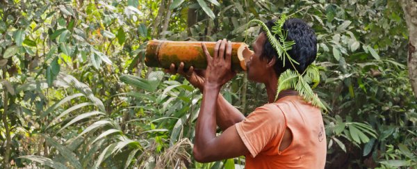 How Aboriginal plant extracts might treat diabetes
