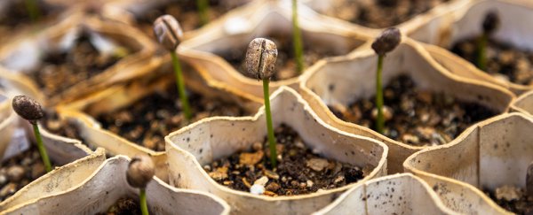 Plant seeds use "mini brains" to decide when to sprout