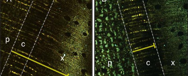 Trees store water in their ‘food tubes’, world-first research finds