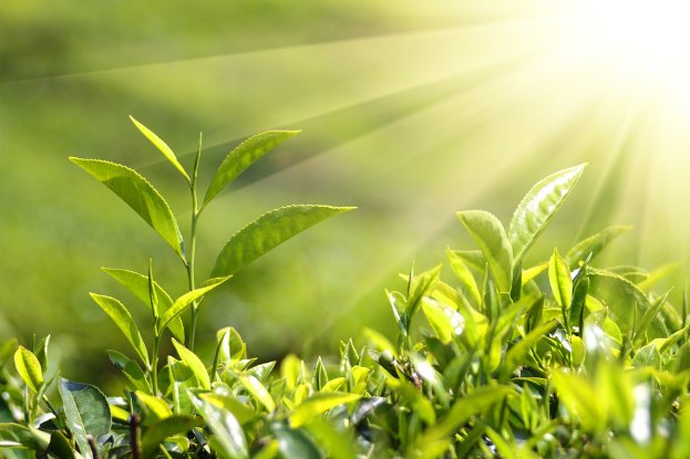 Plants Make Their Own Sunscreen