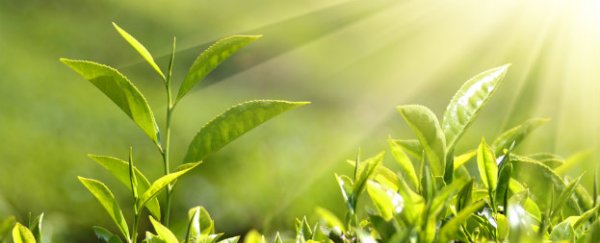 Plants make their own sunscreen