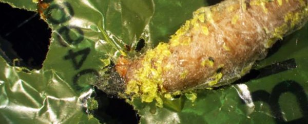 Unexpected discovery finds caterpillars that can eat one of our most common plastics