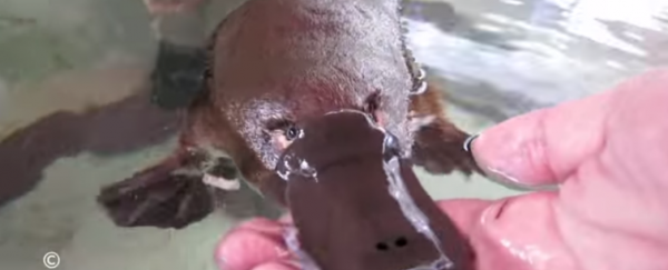 WATCH: Here's what it looks like to be nuzzled by a platypus