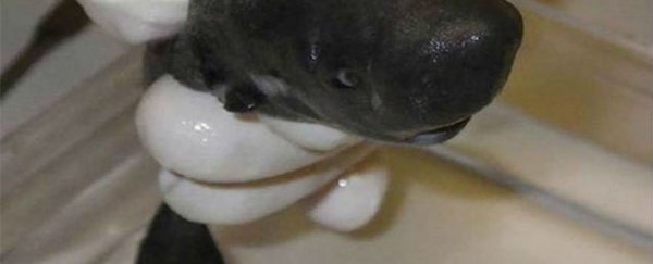 Second ever super-rare pocket shark discovered