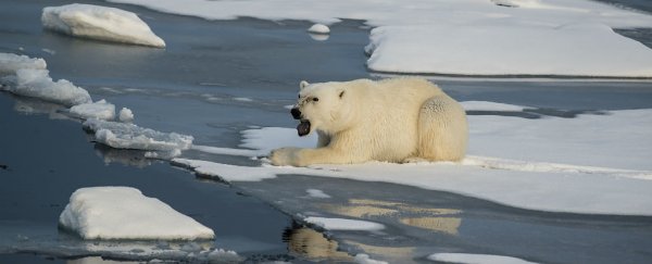 The Arctic is warming twice as fast as the rest of the planet
