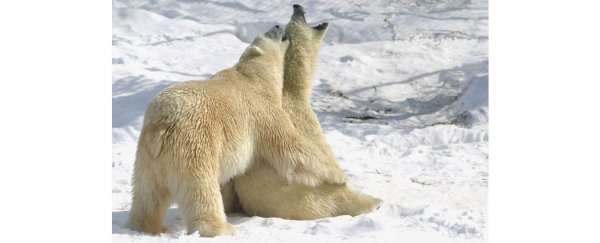 Our polluted oceans are putting polar bears at risk of broken penis bones