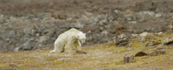 This soul-crushing video of a starving polar bear reminds us global warming is destroying wildlife
