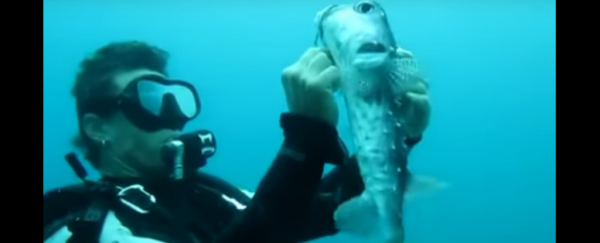Watch: Diver helps unhook dangerous porcupinefish