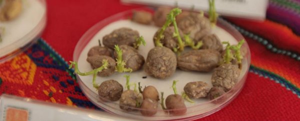 Scientists are attempting to grow potatoes on a simulated Mars