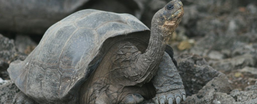 First Tortoises Born On Galapagos S Pinzon Island In 150 Years