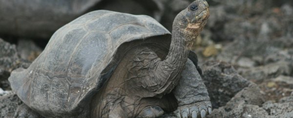 First tortoises born on Galapagos’s Pinzón Island in 150 years