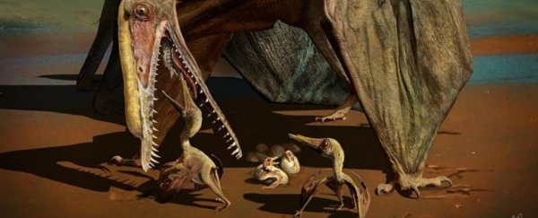 Scientists are freaking out over a huge cache of extremely rare pterosaur eggs