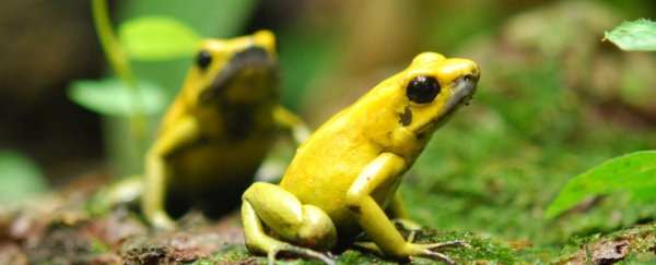 Here's why these horribly deadly poison dart frogs never poison themselves