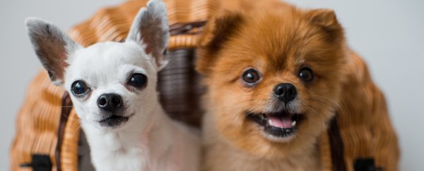 Want a happier marriage? Look at cute pictures of puppies!
