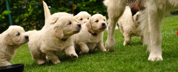 Puppies that get tough love from their mum make better guide dogs