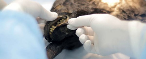 Scientists have just thawed a 12,400-year-old puppy found in Russian permafrost