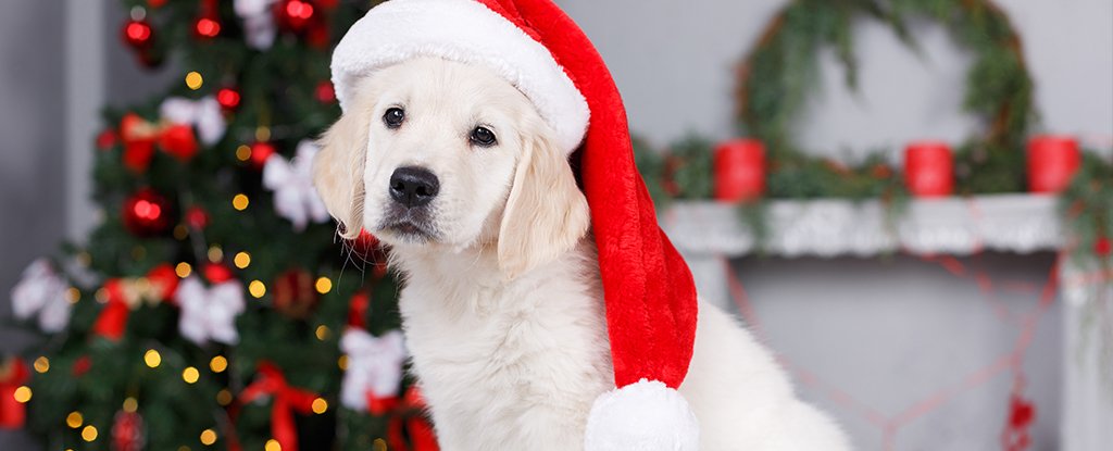 Here s Everything You Need to Consider Before Buying a Puppy For