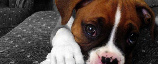 Dogs use the parent-child bonding mechanism to make us love them
