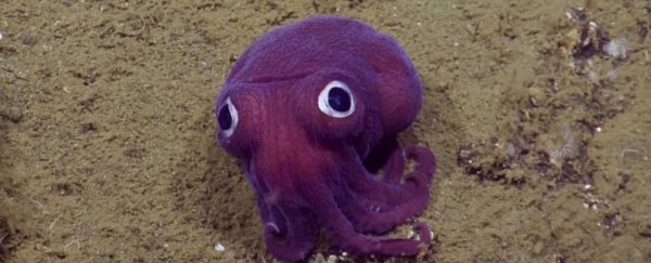 Biologists just spotted the cutest 'stubby squid' ever in the deep sea