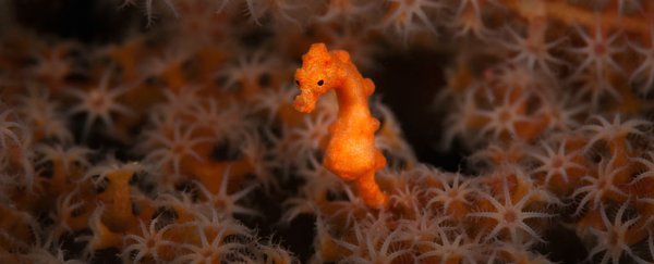 Seahorses are the most rapidly evolving fish scientists have ever seen