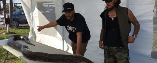 This Burmese Python caught in Florida is 17 feet and we just can't deal