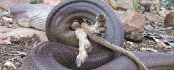 Australian olive python swallows wallaby whole